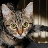 LYLA A17119, chatte à adopter