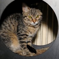 LYLA A17119, chatte à adopter