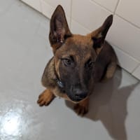 Hamish, chien à adopter