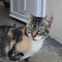 JANETTE, chatte à adopter