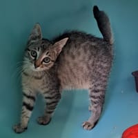 SATOSHI C, chatte à adopter