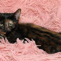 GEMMA A17127, chatte à adopter