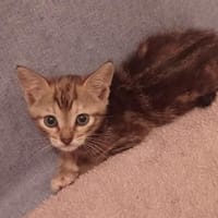 LISA C, chatte à adopter