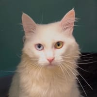 SPIKY, chat à adopter