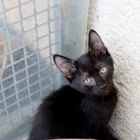 FRODON, chat à adopter