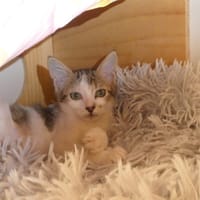 Atchoum, chatte à adopter