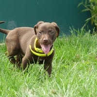 ZUMA, chien à adopter