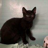ALOE, chat à adopter