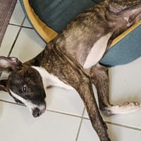 PIQUE, chien à adopter