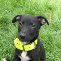 ROCKY, chien à adopter