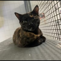 NAËLLE, chatte à adopter