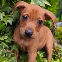 Atchoum CAA13921, chien à adopter