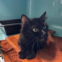 Kaly, chatte à adopter