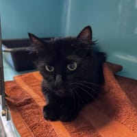 Kaly, chatte à adopter