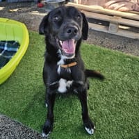 Opéra, chien à adopter