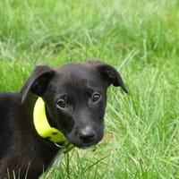 CHASE, chien à adopter