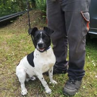 Baymax, chien à adopter