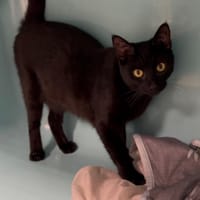 ALY, chatte à adopter