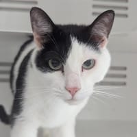 BONCUK, chat à adopter
