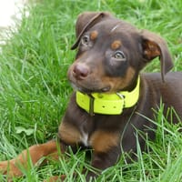 RUBEN, chien à adopter