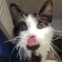 Maxou, chat à adopter