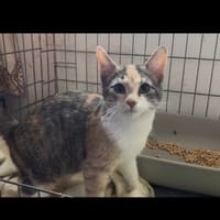 ARGANE, chatte à adopter