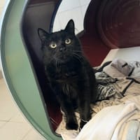MINUIT, chat à adopter