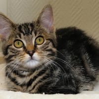 CLAY A17108, chat à adopter