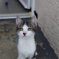 PIPPIN, chat à adopter