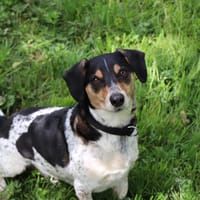 Pooky, chien à adopter