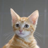 Max, chat à adopter
