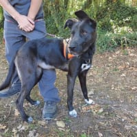 BUBBLES, chienne à adopter