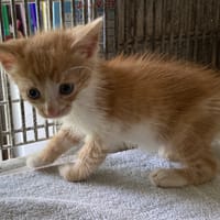 TOUTI, chat à adopter
