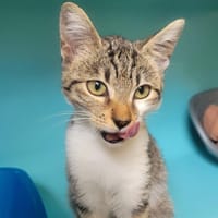 Poussette, chatte à adopter