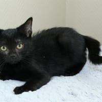 OPI A17126, chat à adopter
