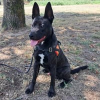 Presley, chien à adopter