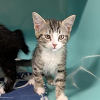 WEBB, chatte à adopter