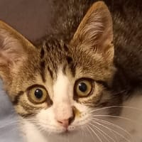 Ptit Biscuit, chat à adopter