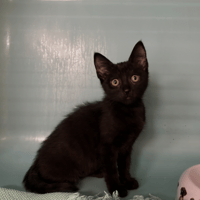 ASKIE, chatte à adopter