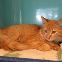 IRON, chat à adopter