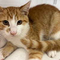 ORION, chat à adopter