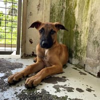 ERWAN, chien à adopter