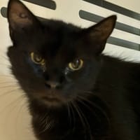 TACHA, chatte à adopter