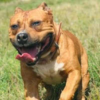 LOGAN, chien à adopter