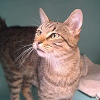 RYO C, chat à adopter