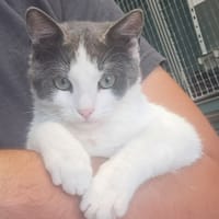 ANZU C, chatte à adopter