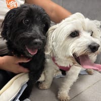 PONGO VAA, chien à adopter