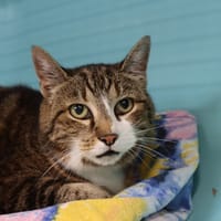 POUPOUNE, chatte à adopter