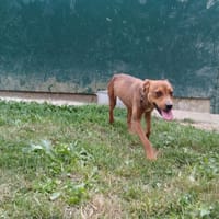 STEFFIE, chienne à adopter