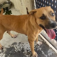 PIROUETTE, chienne à adopter